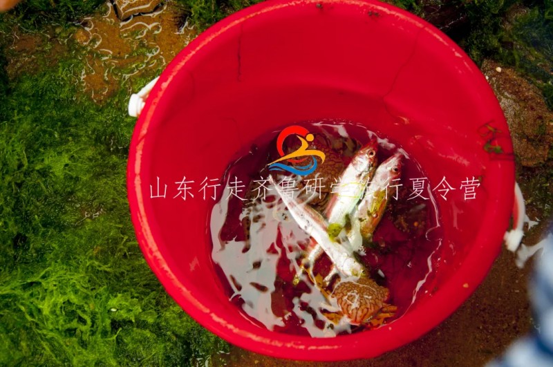 青岛《狼牙计划》体验夏令营（5天）